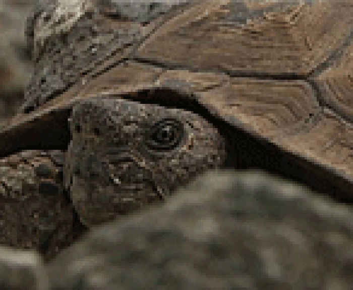 desert tortoise