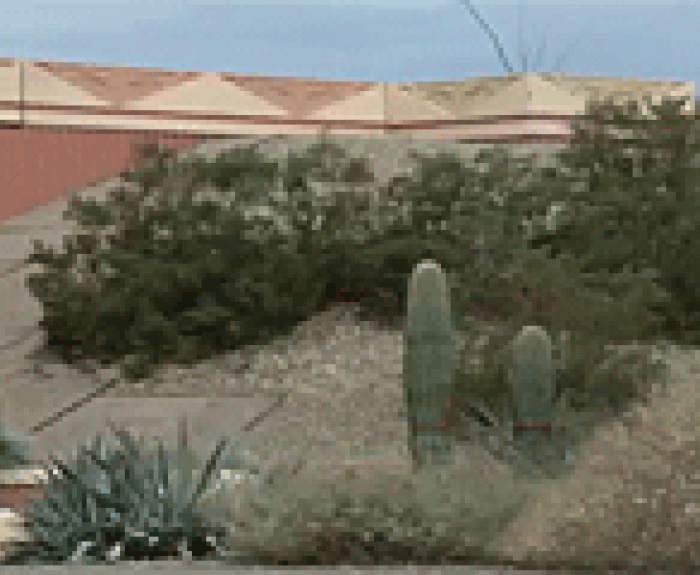 native plants along highway