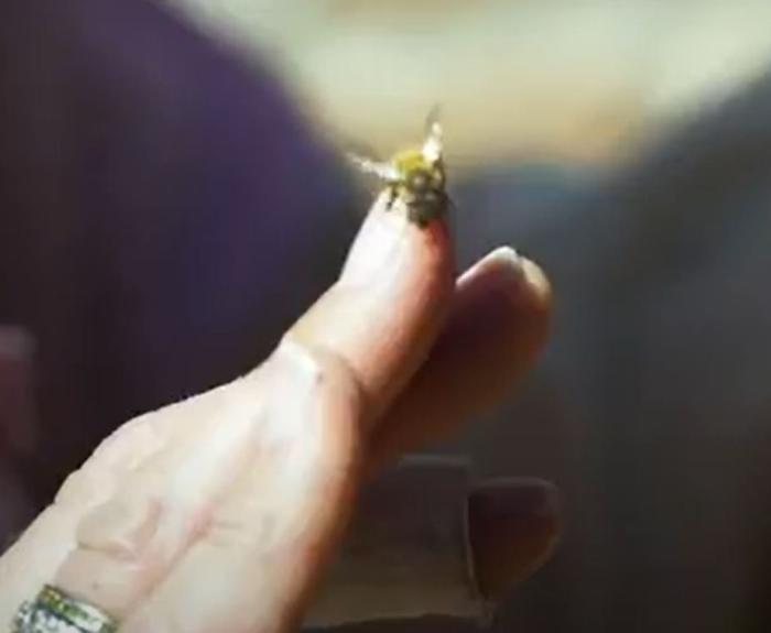 bee