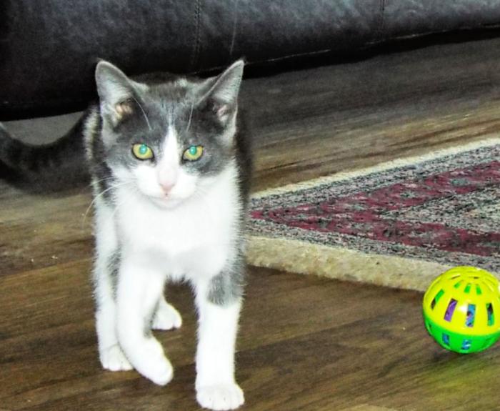 Gracie the kitten