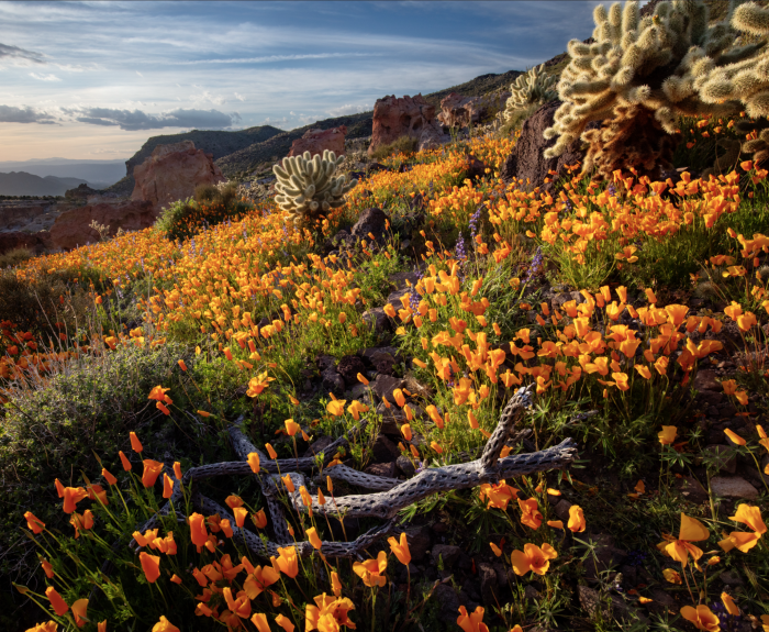 Award-winning Arizona Highways photo of desert flowers