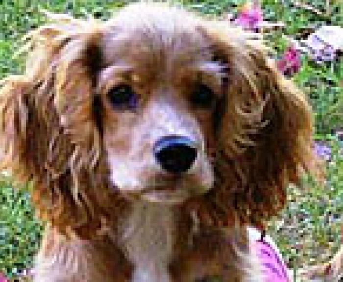 A brown and white dog with long, wavy ears sits on grass with pink flowers scattered around.
