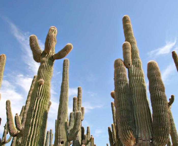 Tall saguaro cacti extend upward toward a blue sky with scattered clouds.