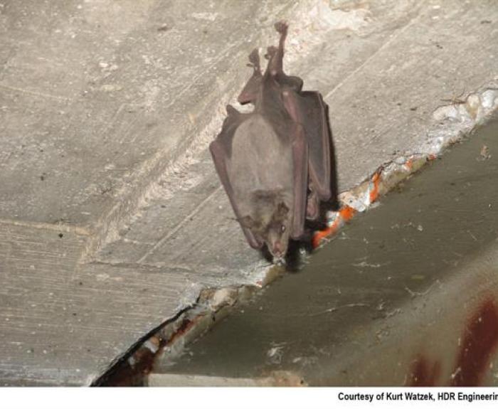 Bat hangs beneath bridge on State Route 92