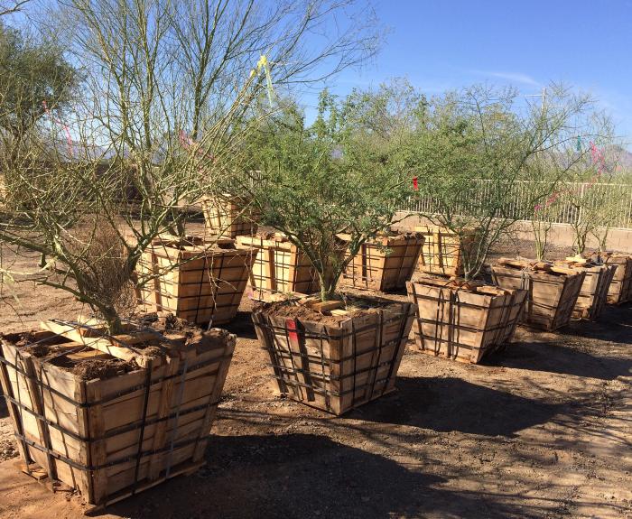 Palo verde trees in containers at plant nursery