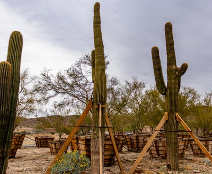 Saguaros being kept in temporary nursery before replanting