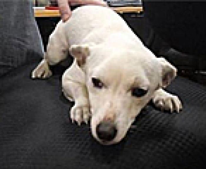 A small white dog lies on a black office chair while being gently petted by a person.