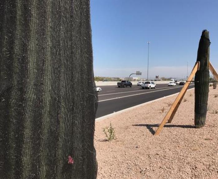 Sun-shielding netting on transplanted saguaros along a freeway