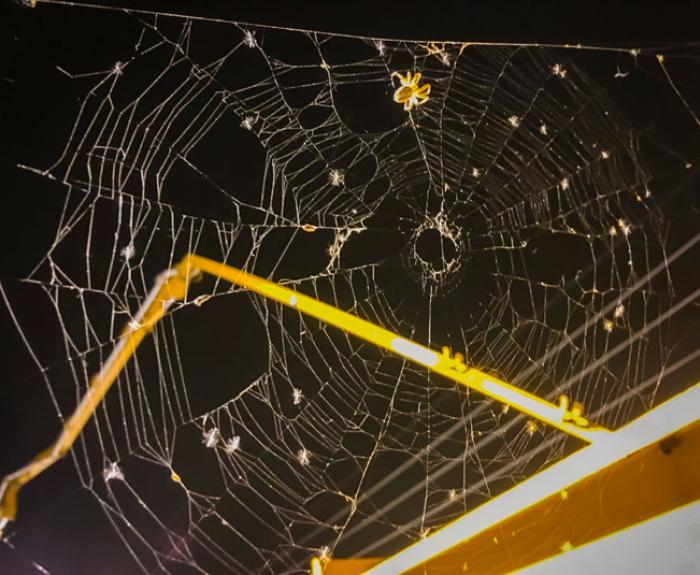 Spider web on interchange construction project
