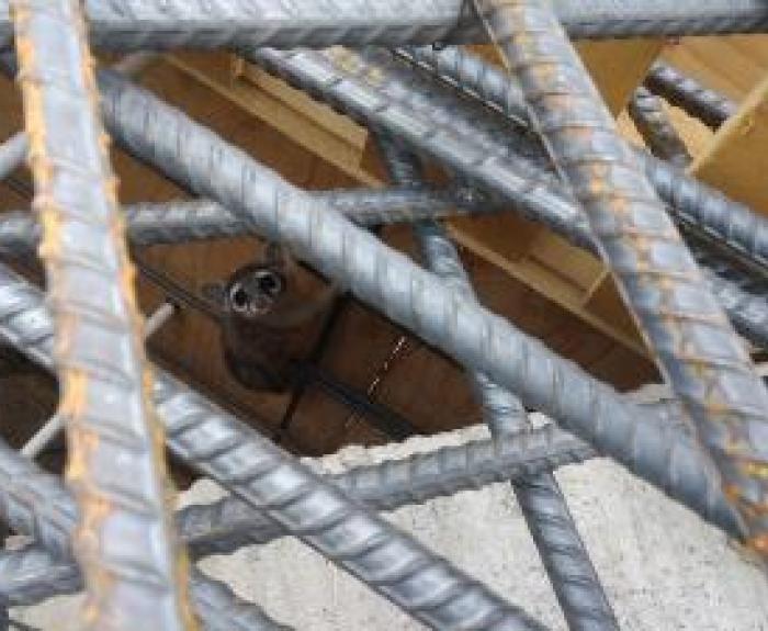 Ringtail cat hiding in rebar at Ina Road project. 