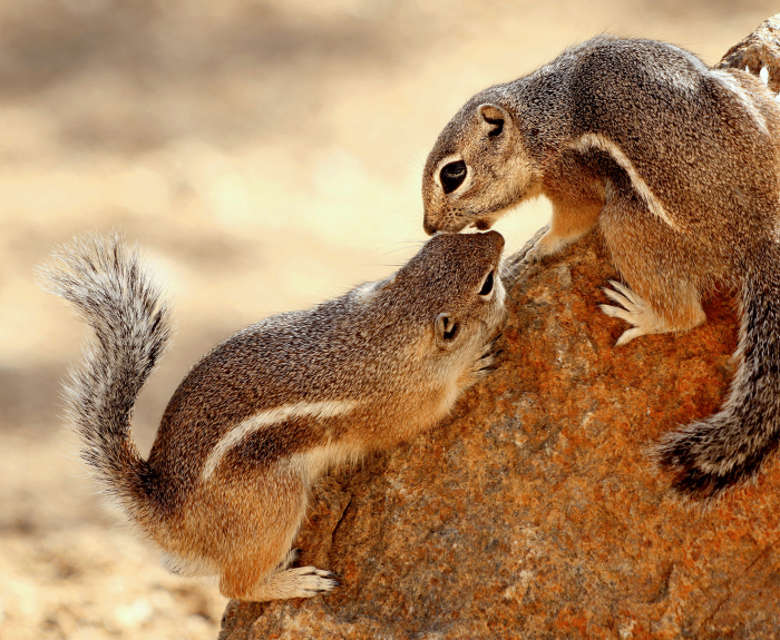 Winning photo of chipmunks