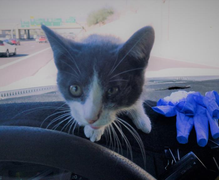 Rescued kitten on dashboard of ADOT truck
