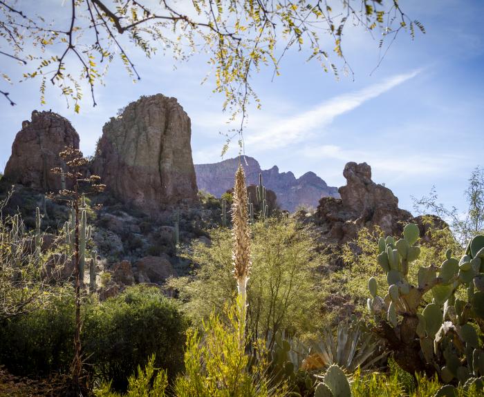 Boyce Thompson Arboretum State Park in Superior