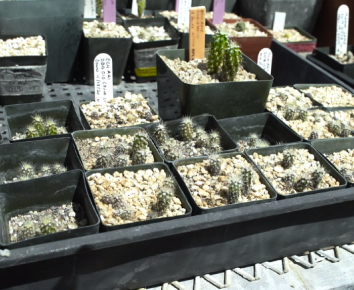 Small cactus seedlings growing in black plastic pots filled with gravel, arranged in a tray under sunlight.