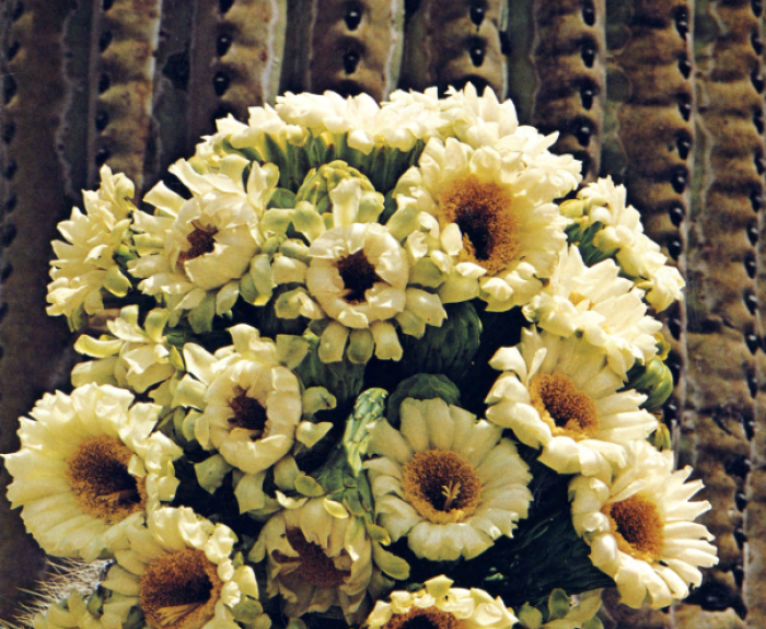 Arizona Highways Magazine cover cactus with flowers