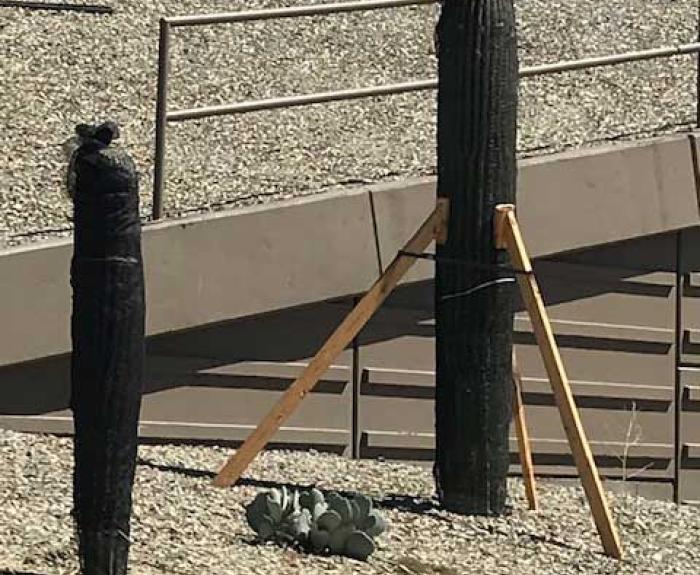 Cactus spears covered in black mesh and propped up