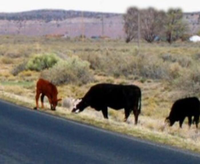 Cattle next to highway