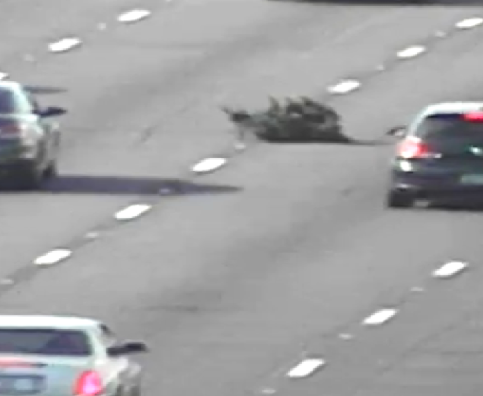 Christmas tree in the middle of the freeway with cars all around.
