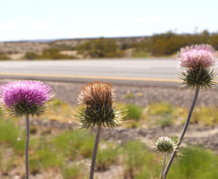 Roadside flowers