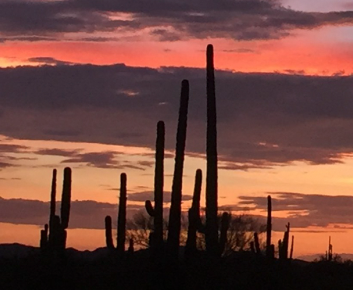 Saguaro cactuses sillhouetted against sunset