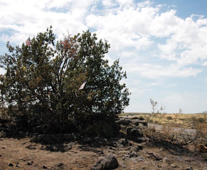 Image of mystery tree