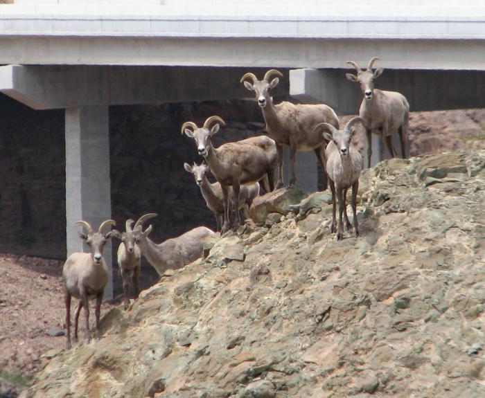 Herd of bighorn sheep in front of bridge underpass