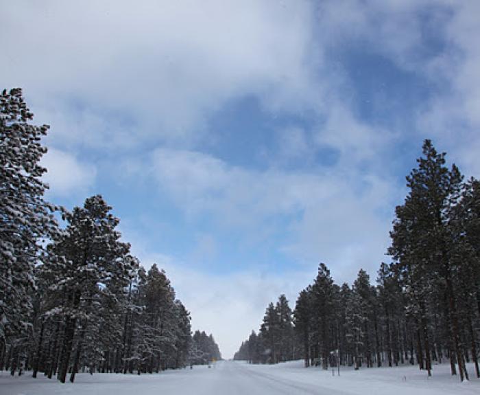A snow-covered road runs through a forest of tall evergreen trees under a partly cloudy sky with patches of blue showing through.