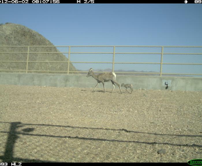 Rams cross US 93 wildlife crossing