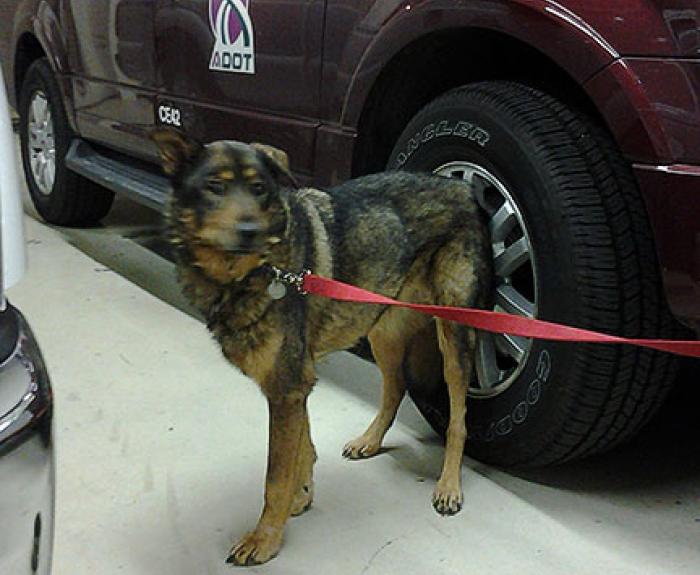 A dog on a red leash stands near a maroon SUV with an ADOT logo, next to a green water bowl.