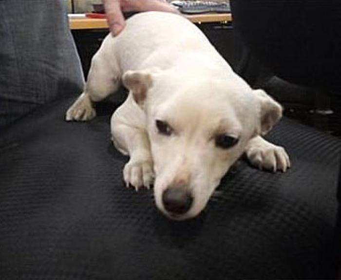 A small white dog lies on a black chair, looking up with a calm expression as a person gently pets its back.