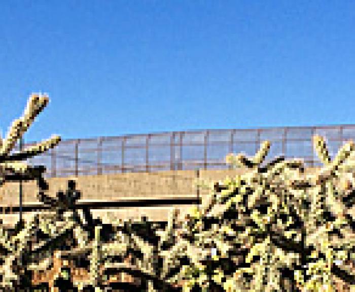 Staghorn cactus and fence