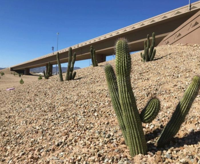 Cactuses and crushed granite along freeway