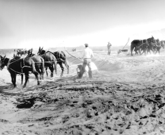 A man guides a team of six mules pulling a plow across a sandy field, with another team and workers visible in the background under a bright sky.