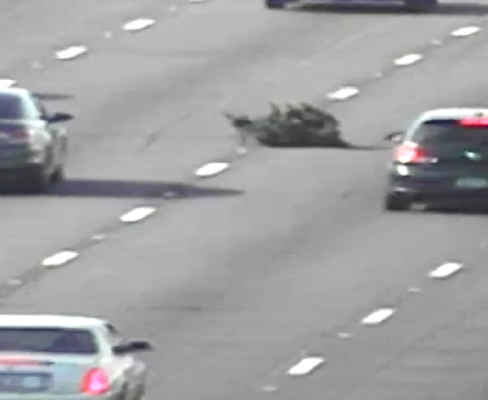 An evergreen tree lies in the middle lane of a multi-lane highway as cars drive around it.