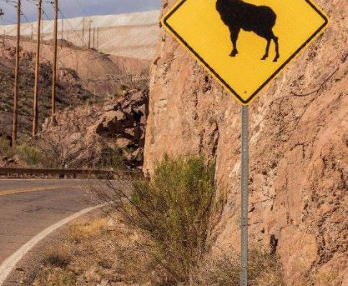 Bighorn sheep freeway sign