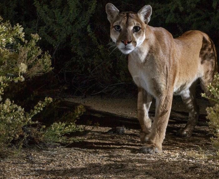 A mountain lion walks on a dirt path at night, surrounded by bushes and greenery.