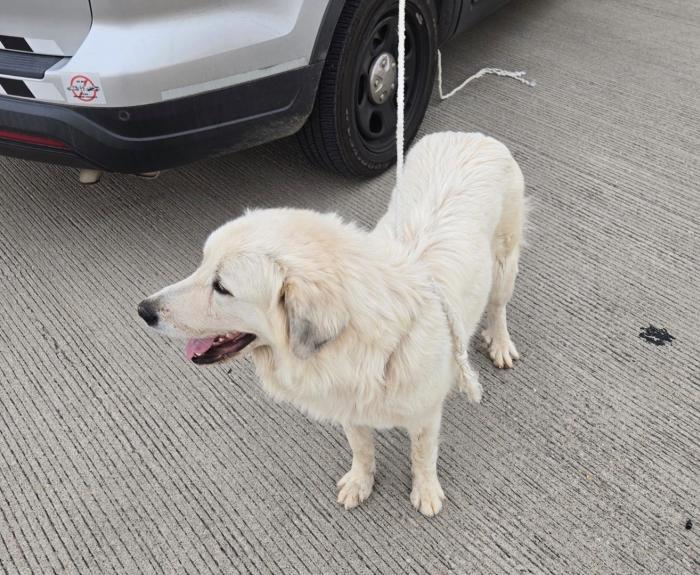 A dog stands alone next to a law enforcement patrol car.
