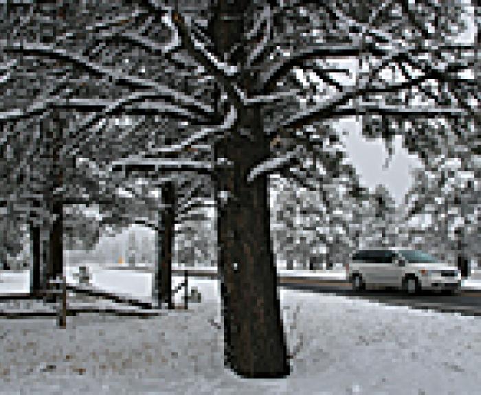 Image of snow on a large tree