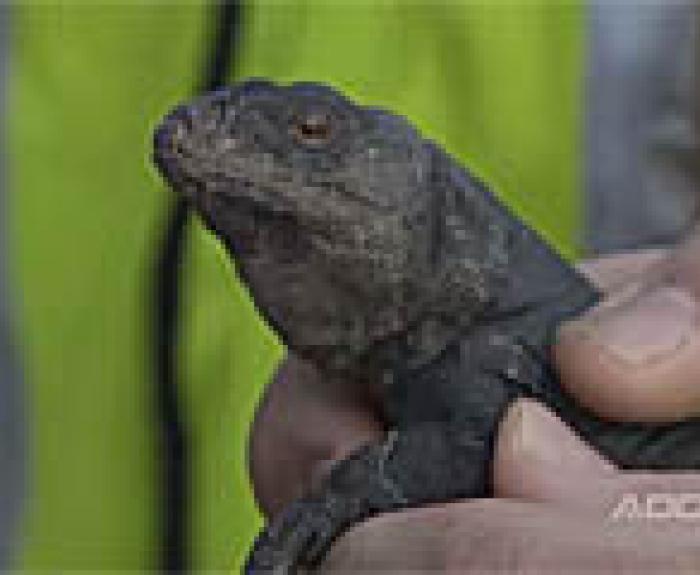 Chuckwalla in a hand