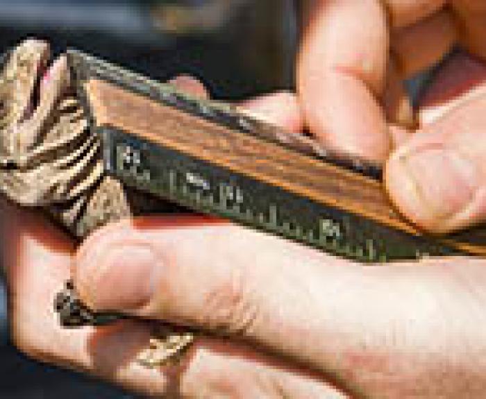 Chuckwalla being measured by ruler