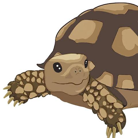 an illustrated turtle from the front