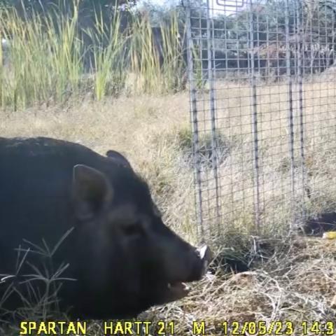 A pig stands outside near a pen that is too small to hold it.