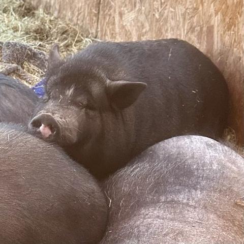 Several pigs bunch together in a pen outside. One pig rests its head on another pig's body.