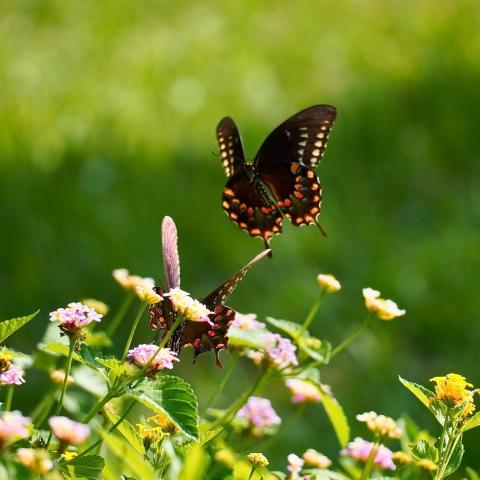 Two butterflies near flowers.